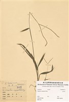 藏品(兩耳草)的圖片